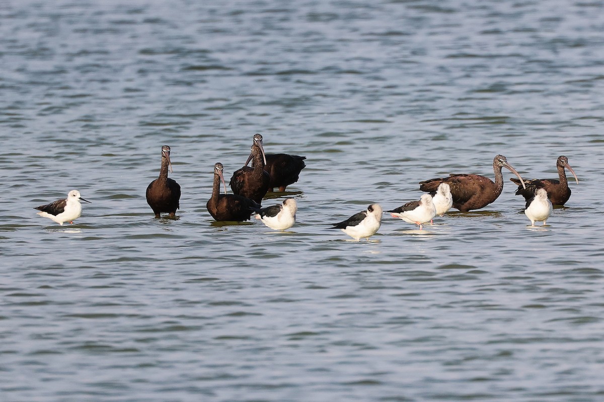 Glossy Ibis - ML645638617