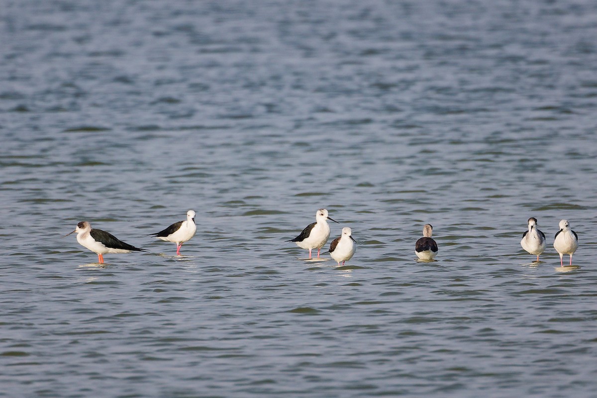 Black-winged Stilt - ML645638618