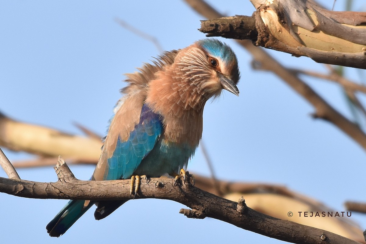 Indian Roller - ML645638619