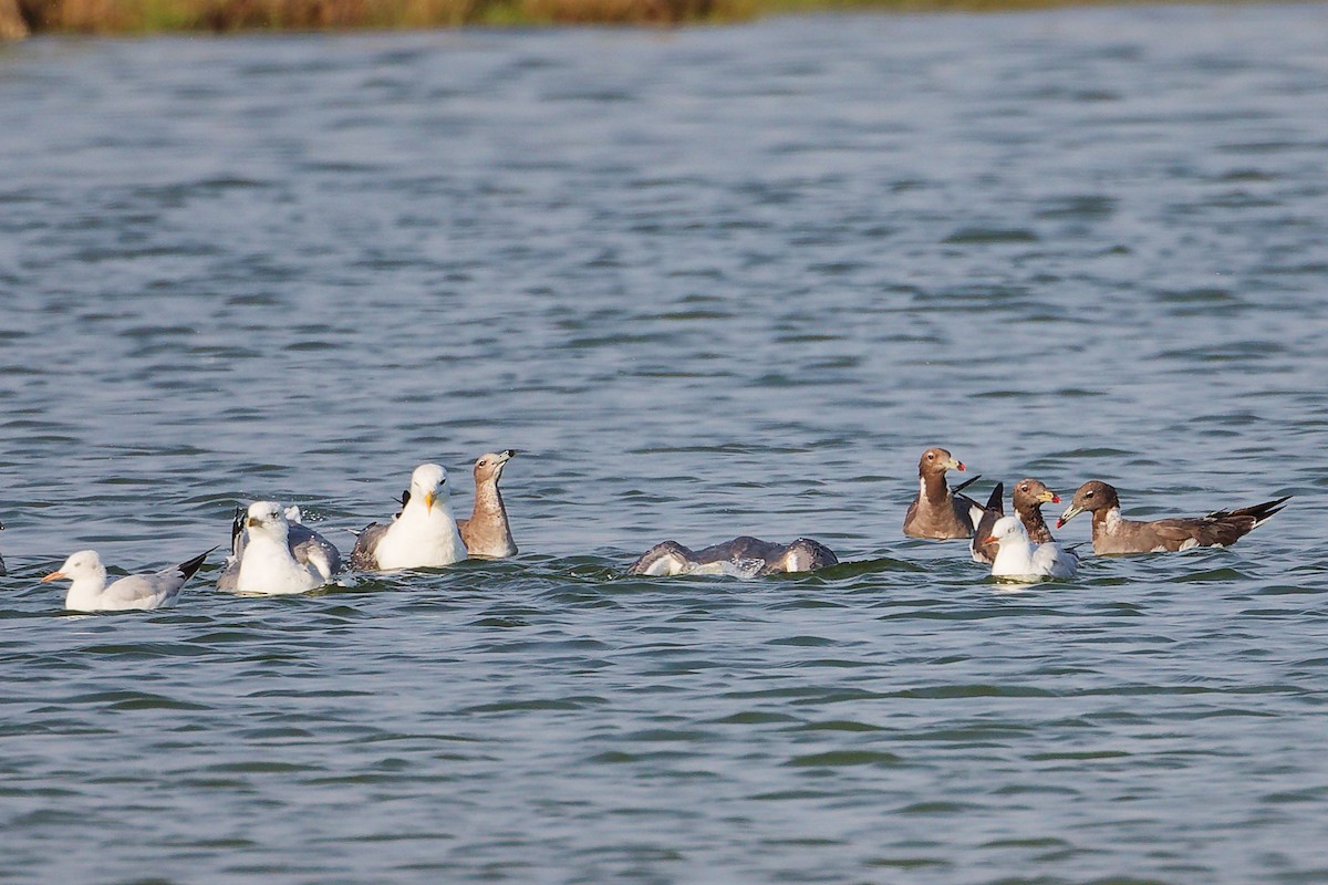 Slender-billed Gull - ML645638621
