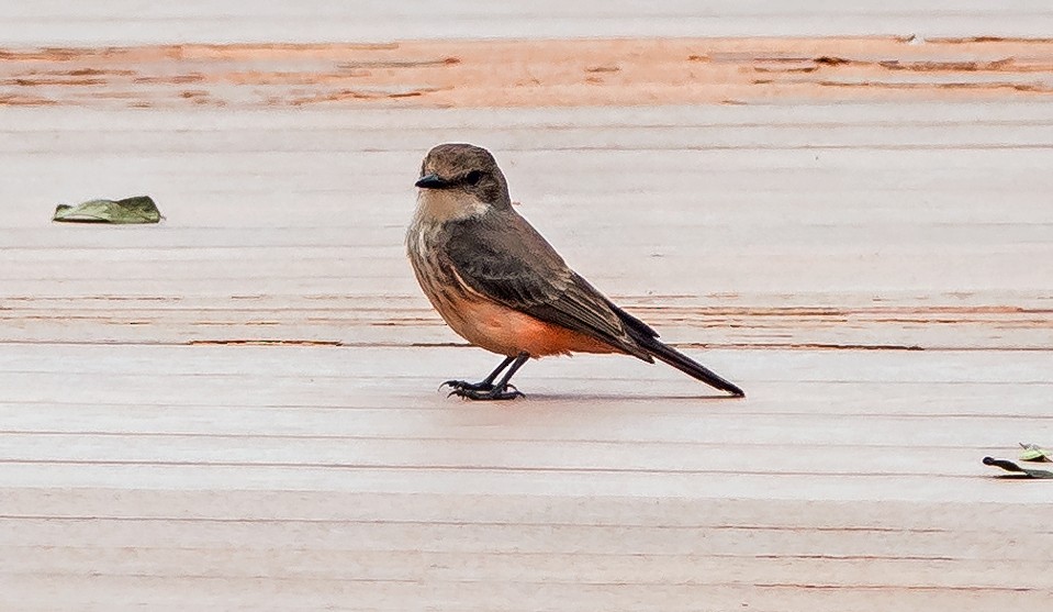 Vermilion Flycatcher - ML645638622