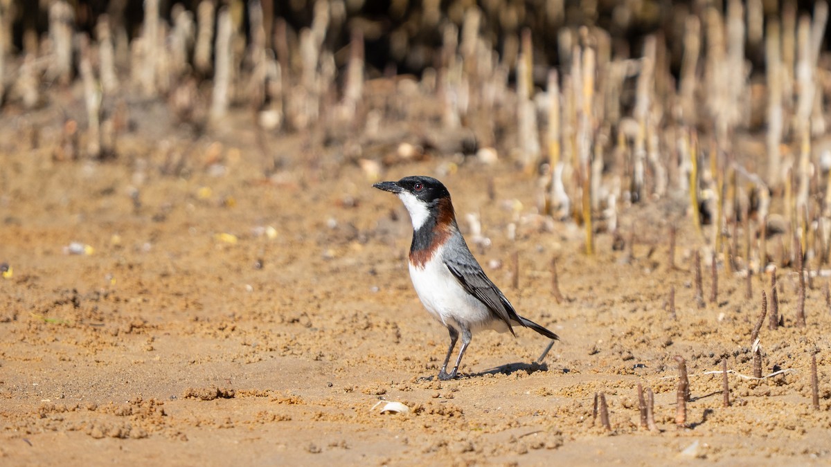 White-breasted Whistler - ML645638623