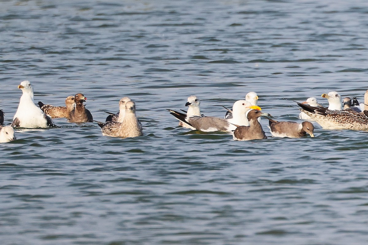 Slender-billed Gull - ML645638631