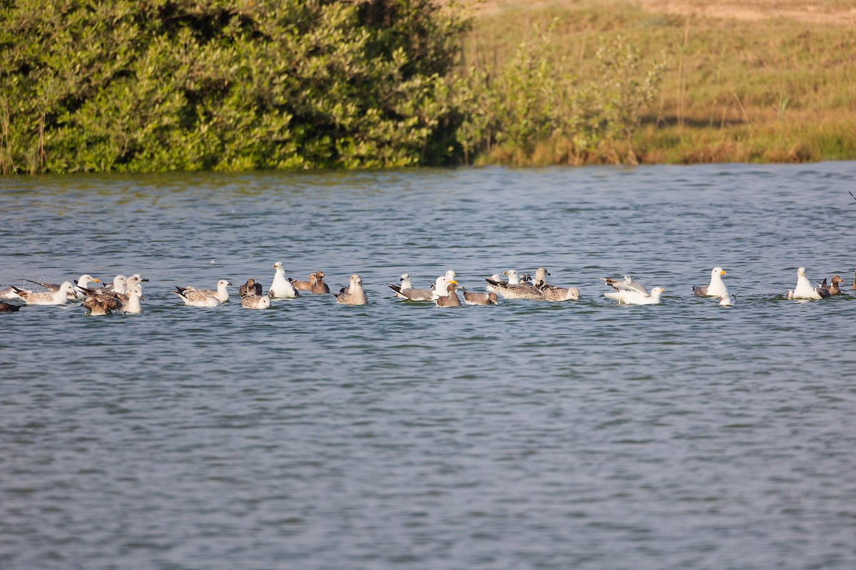 Slender-billed Gull - ML645638634