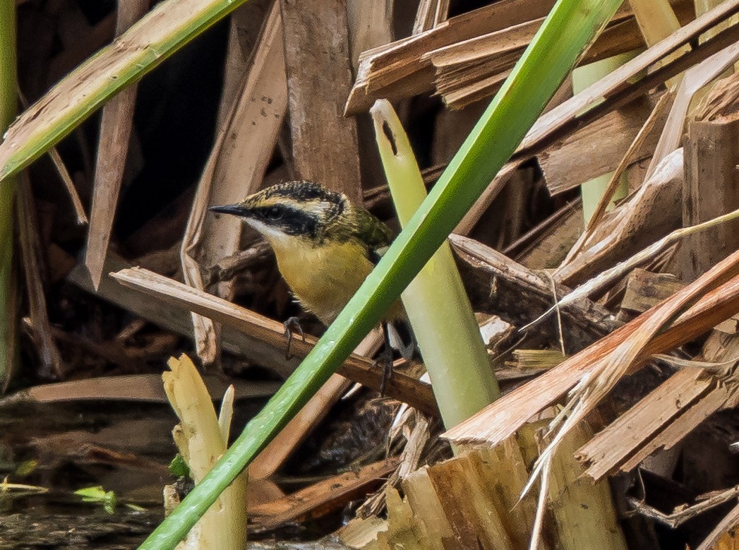 Many-colored Rush Tyrant - ML645638664