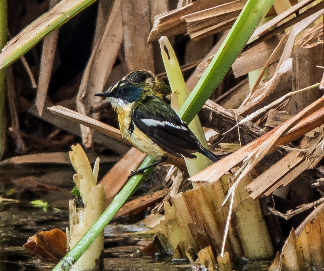 Many-colored Rush Tyrant - ML645638665