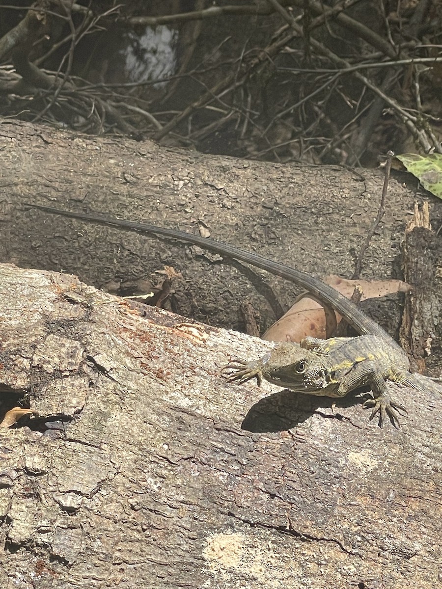 Eastern Water Dragon - ML645638689