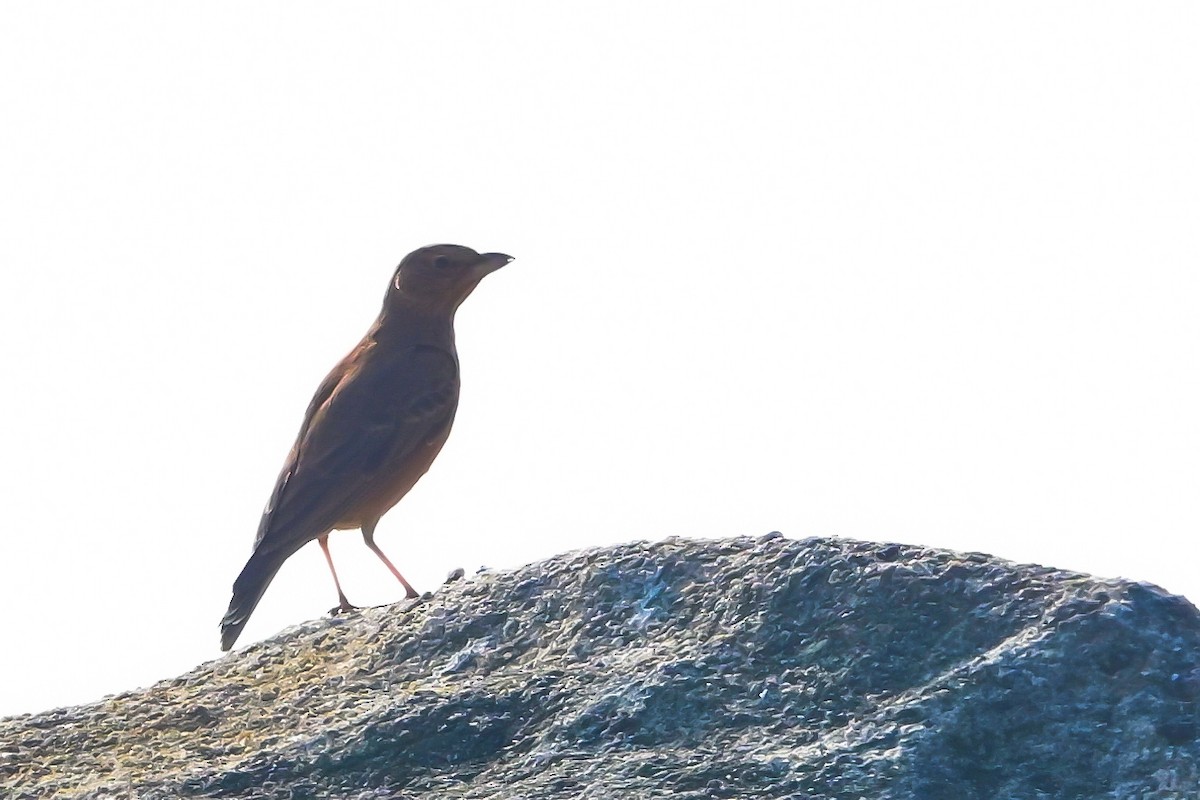 Rufous-tailed Lark - ML645638693