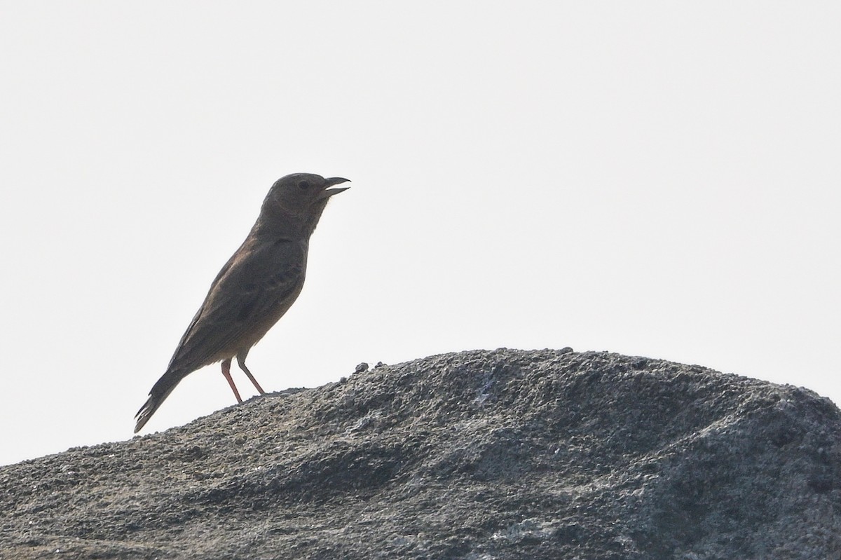 Rufous-tailed Lark - ML645638696