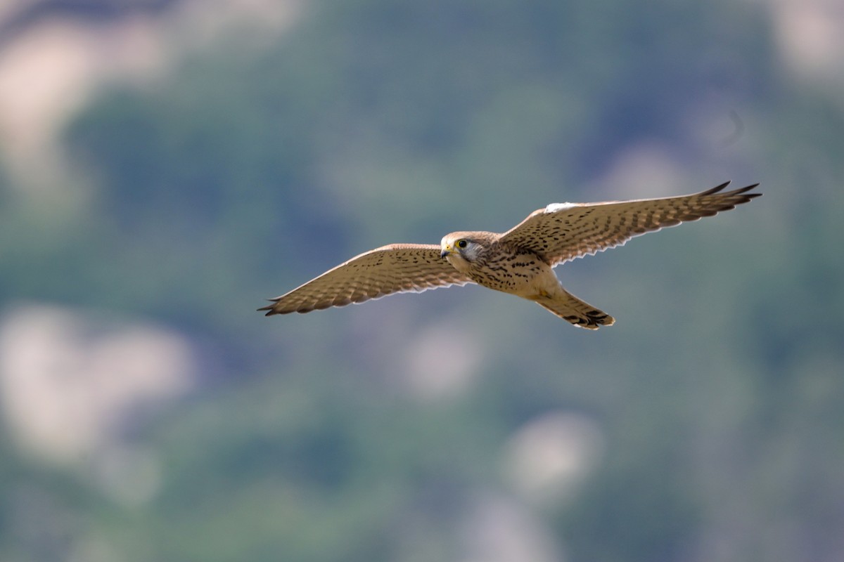 Eurasian Kestrel - ML645638699