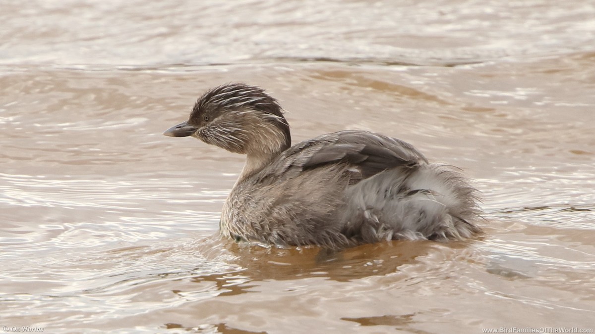 Hoary-headed Grebe - ML645638700