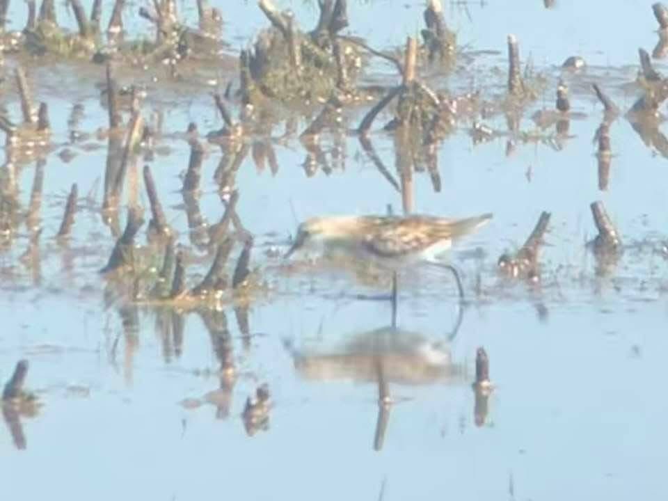 Küçük Kumkuşu - ML645638703