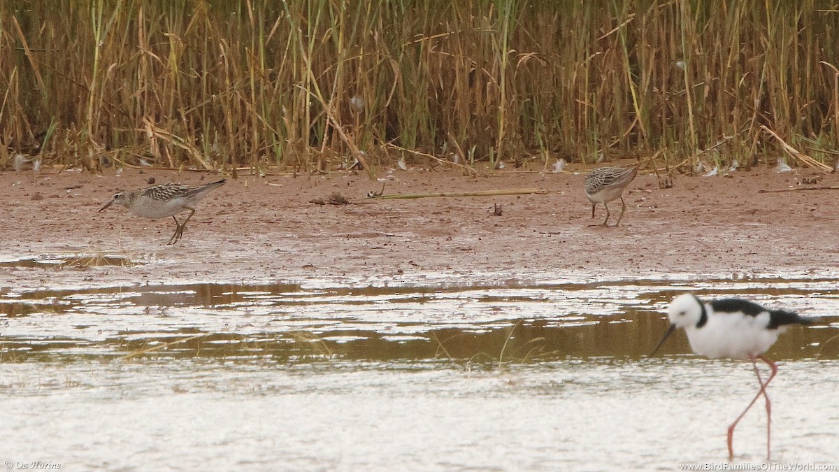 Sharp-tailed Sandpiper - ML645638705