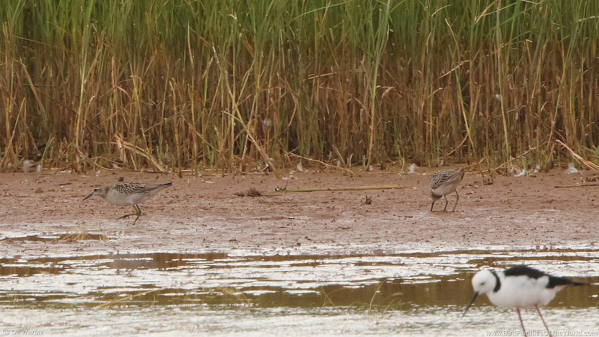 Sharp-tailed Sandpiper - ML645638706