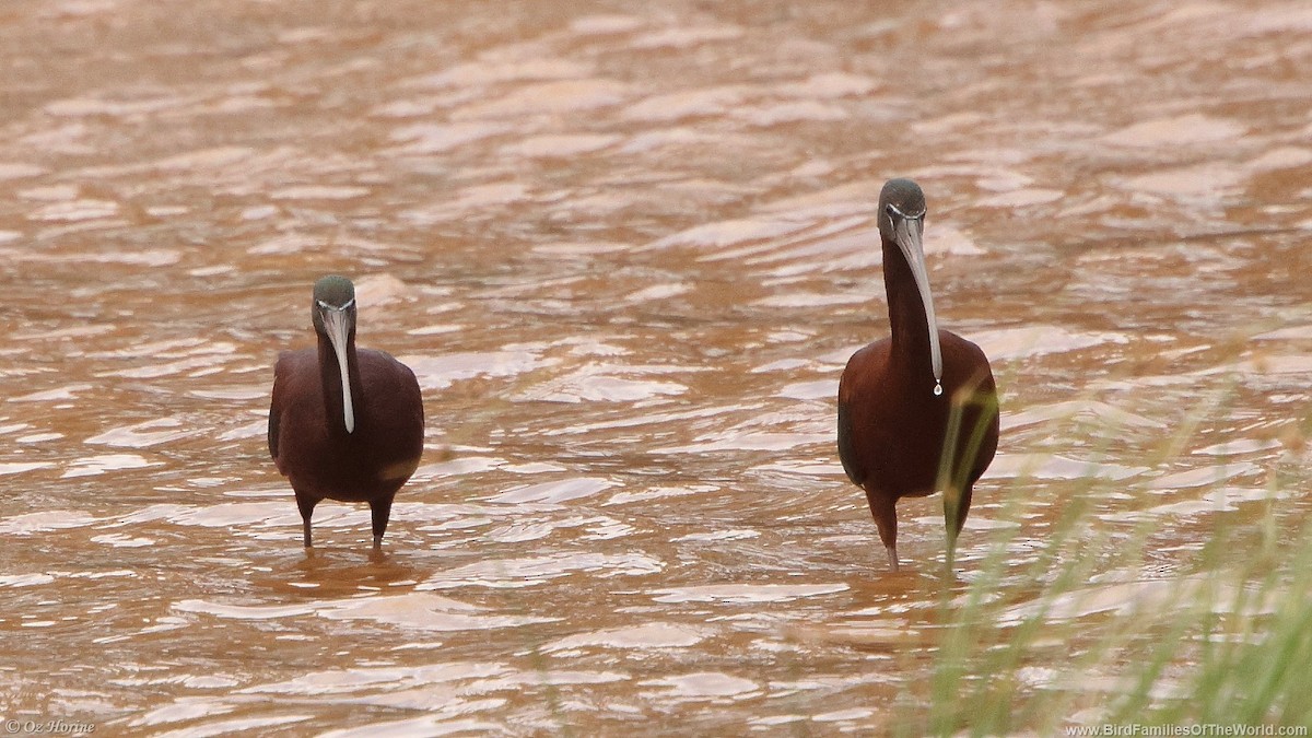 bronseibis - ML645638712