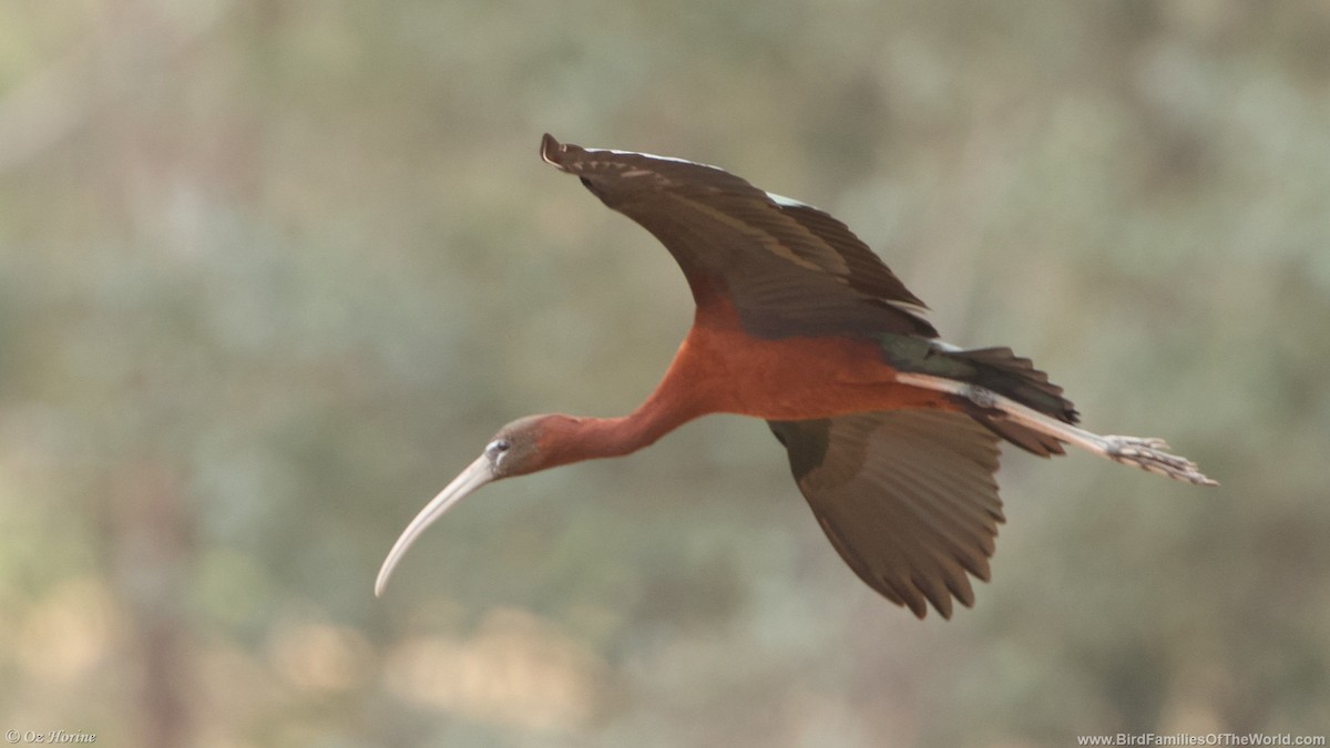 bronseibis - ML645638713