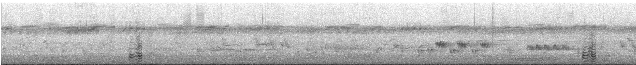 Tarro Australiano - ML645638721