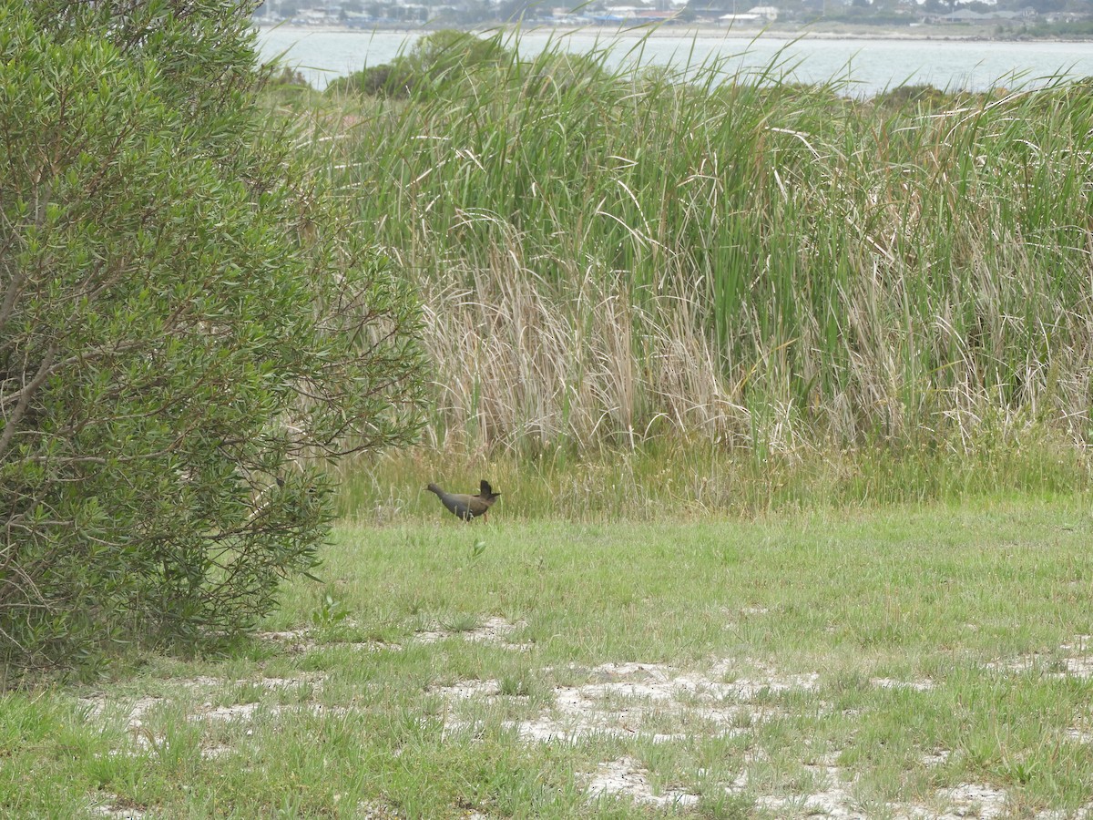 Black-tailed Nativehen - ML645638722
