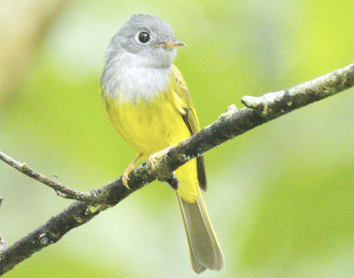 Сероголовая комароловка - ML645638730