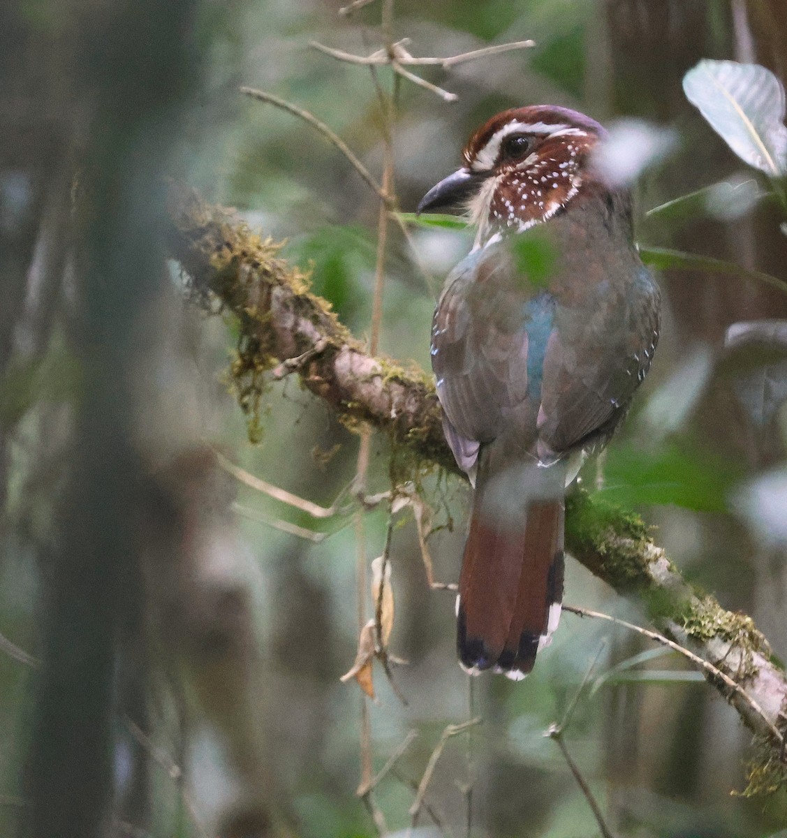 Short-legged Ground-Roller - ML645638732