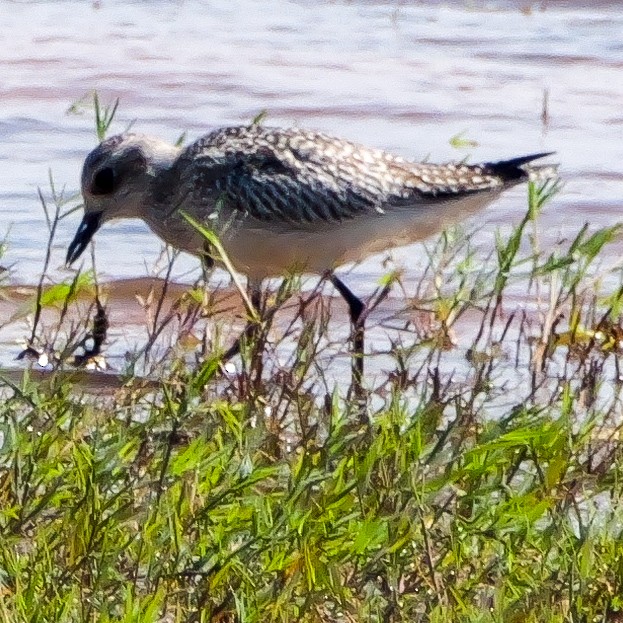 Pacific Golden-Plover - ML645638737