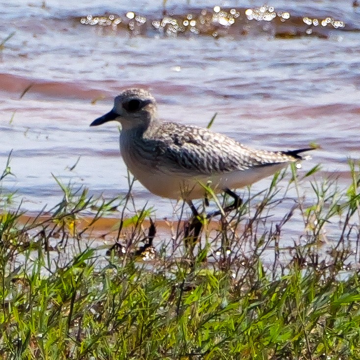 Pacific Golden-Plover - ML645638738