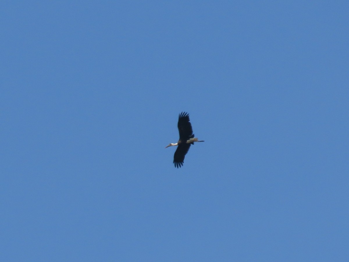African Woolly-necked Stork - ML645638749