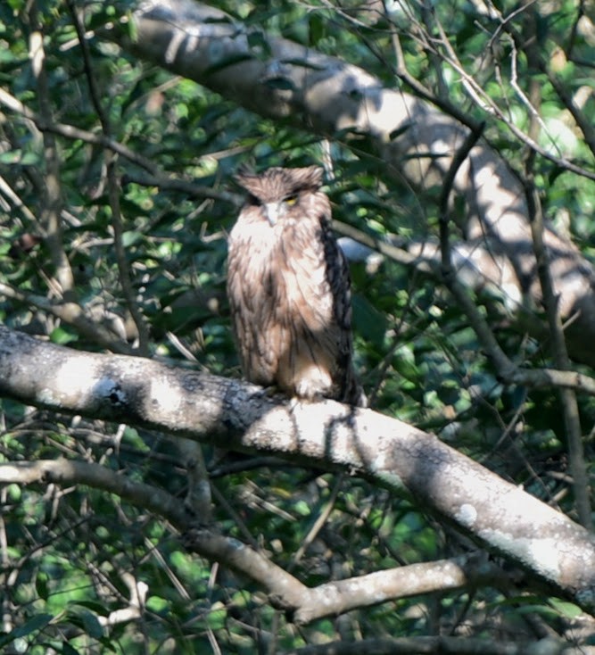 Grand-duc brun - ML645638754