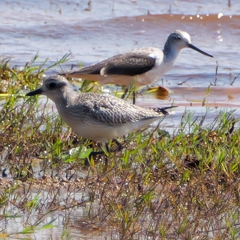 Common Greenshank - ML645638755