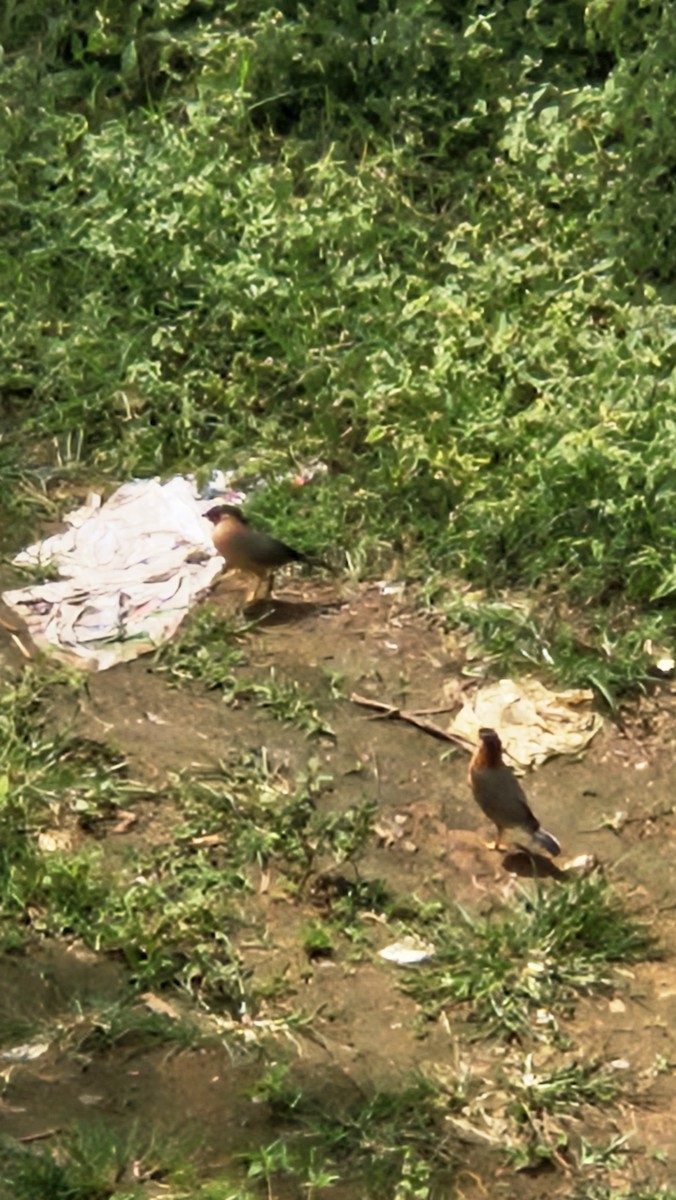 Brahminy Starling - ML645638764