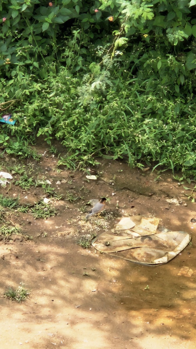 Brahminy Starling - ML645638765