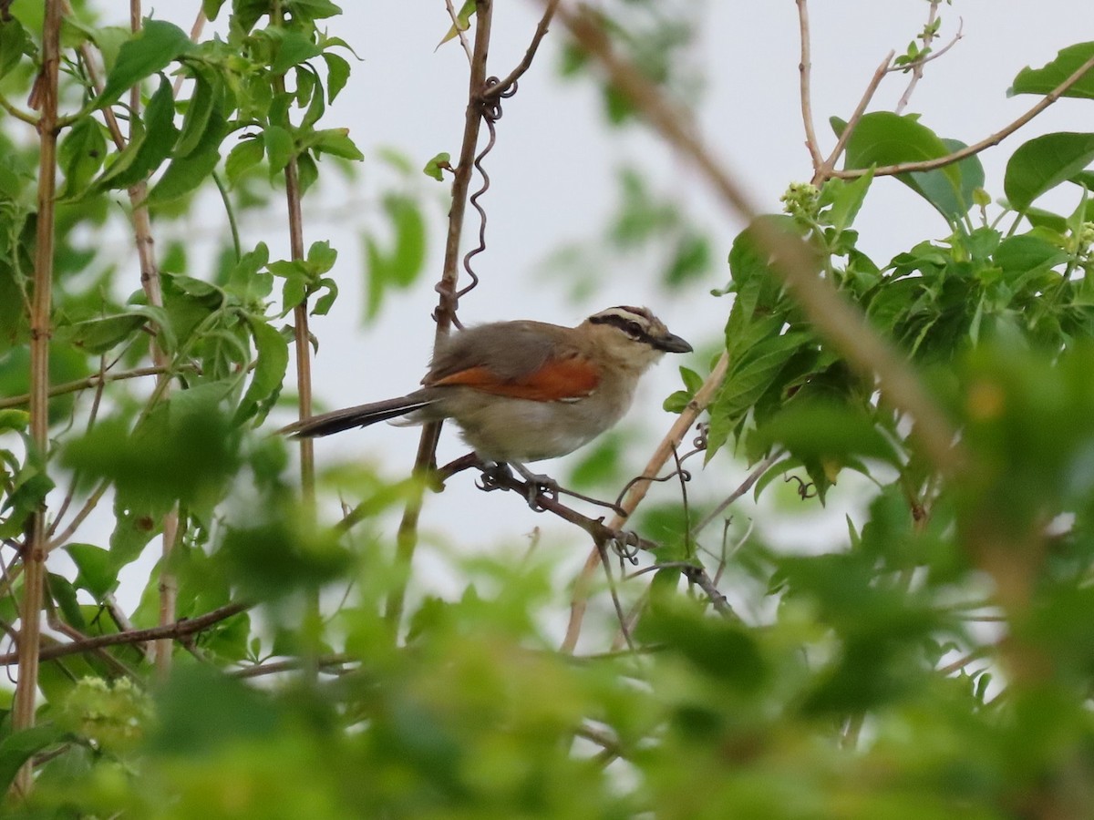 Brown-crowned Tchagra - ML645638769