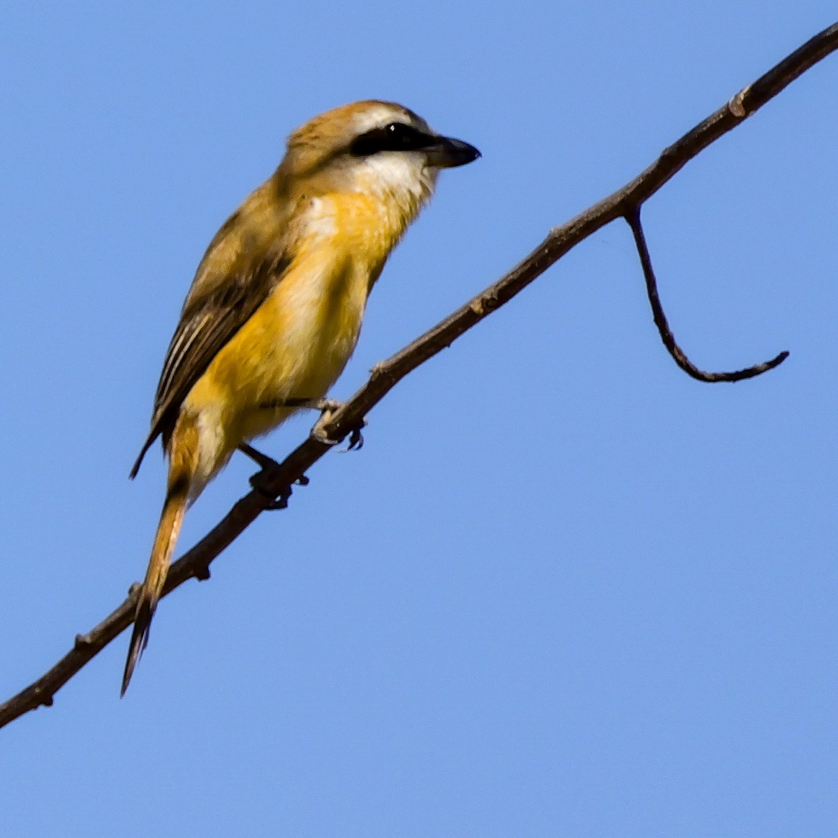 Brown Shrike - ML645638775