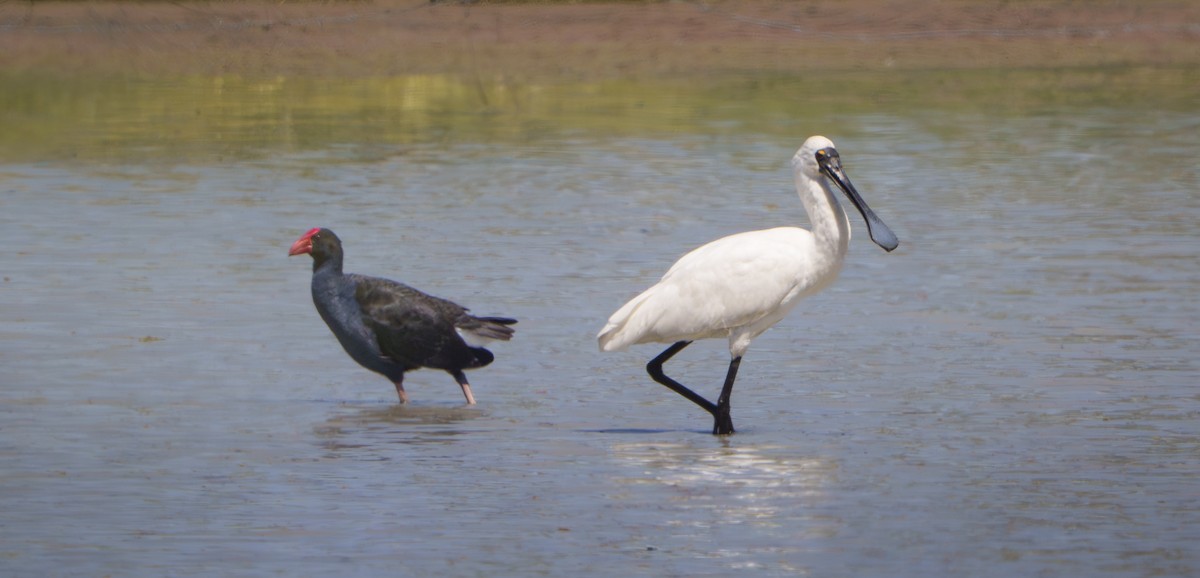 Royal Spoonbill - ML645638776
