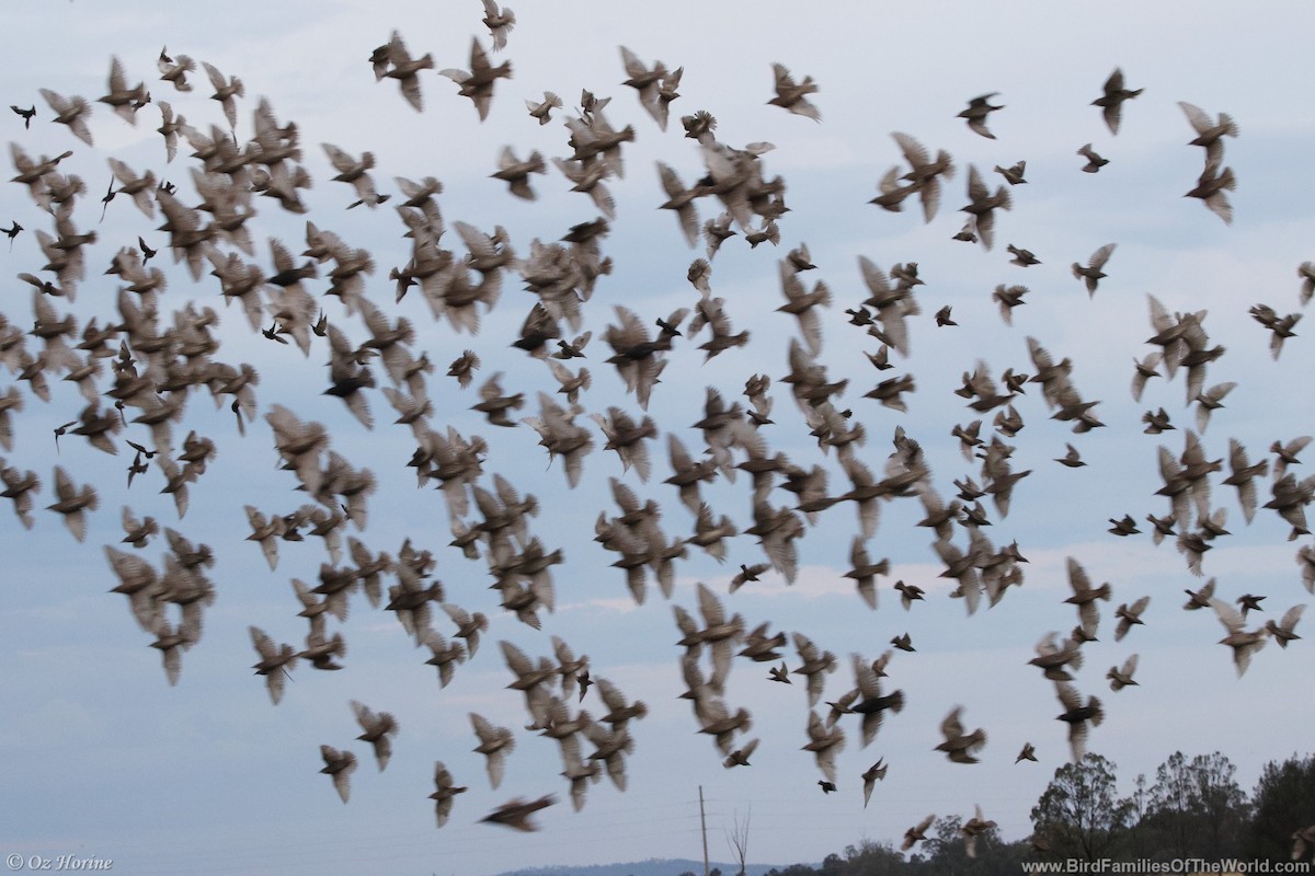 European Starling - ML645638778