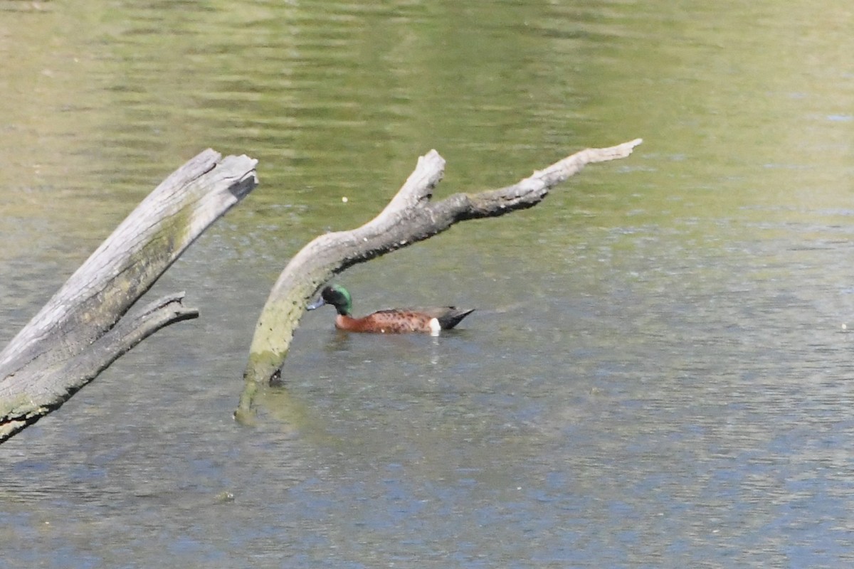 Chestnut Teal - ML645638779