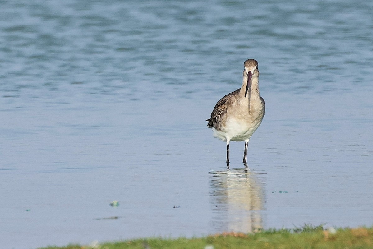 Black-tailed Godwit - ML645638780