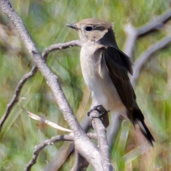 Taiga Flycatcher - ML645638781