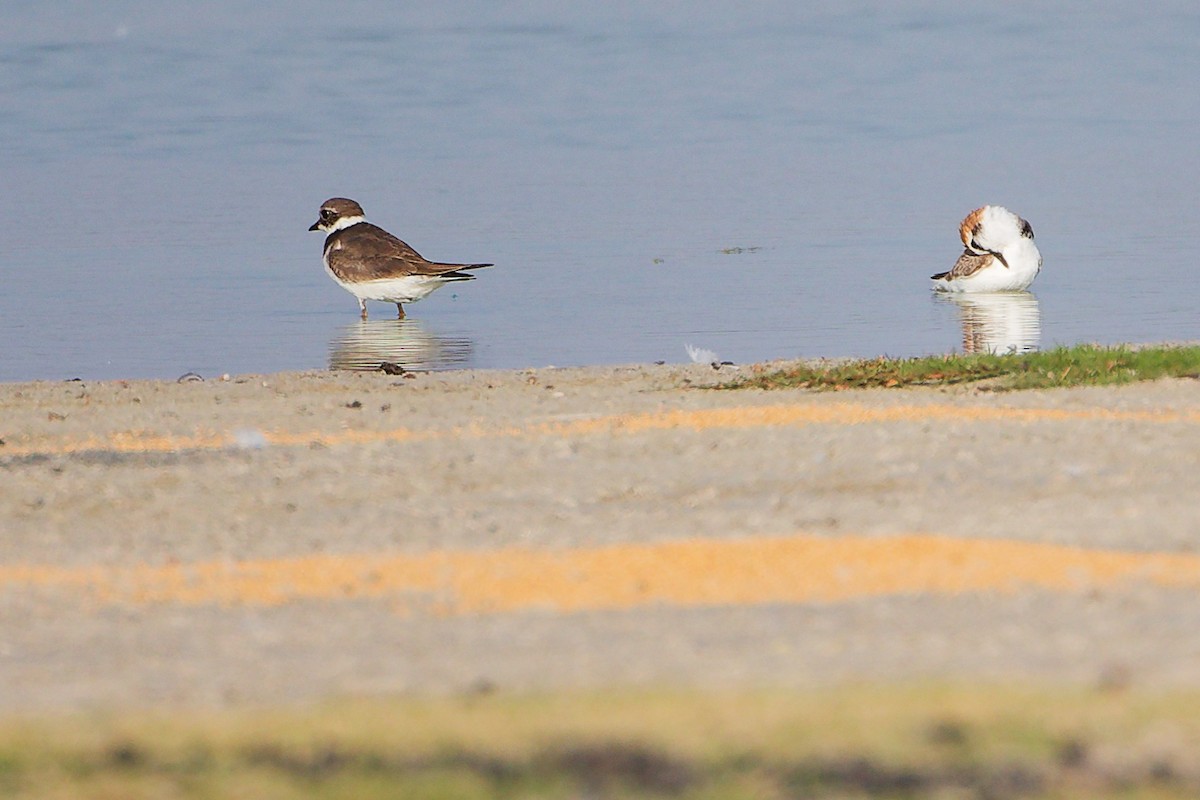 Common Ringed Plover - ML645638784