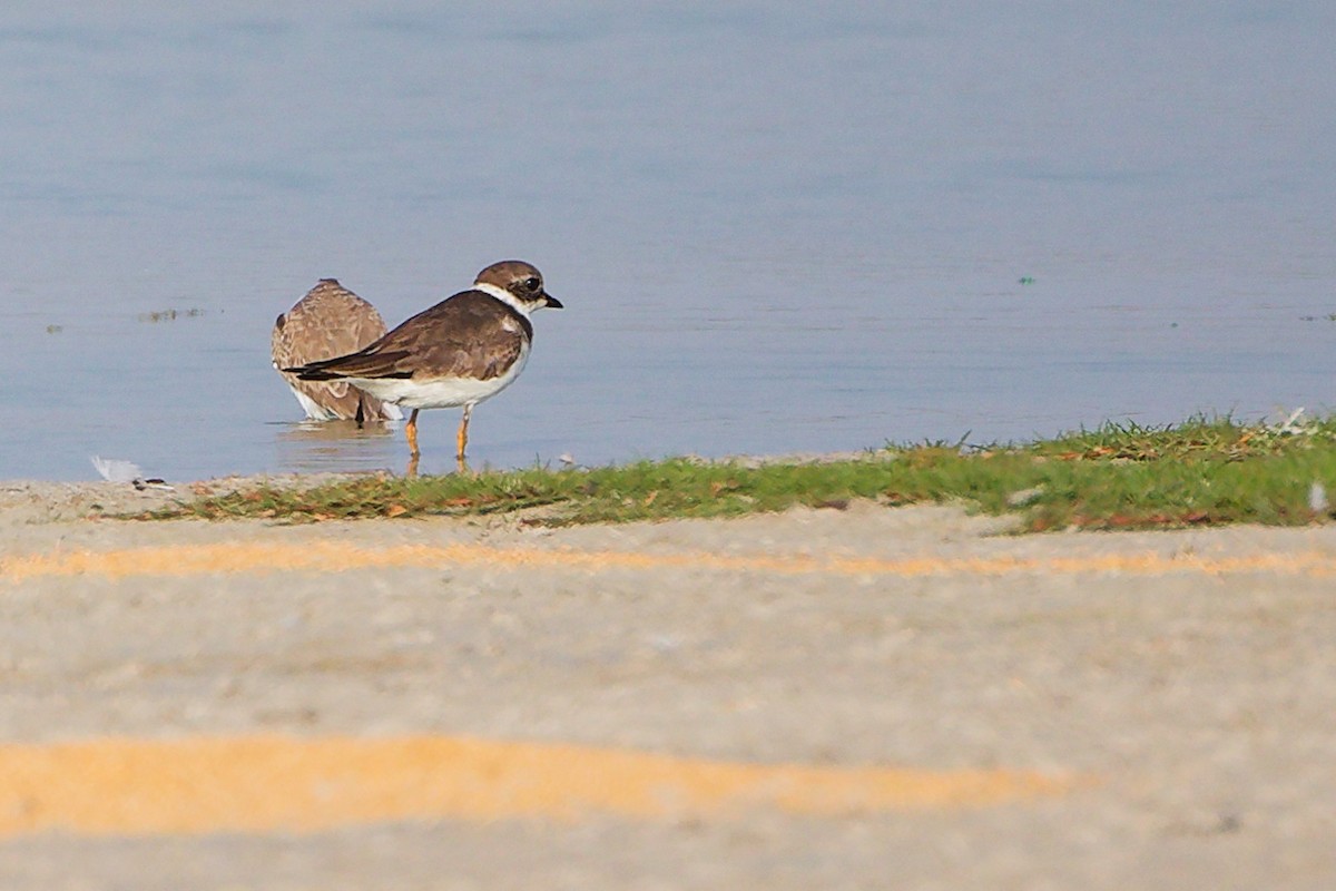 Common Ringed Plover - ML645638786