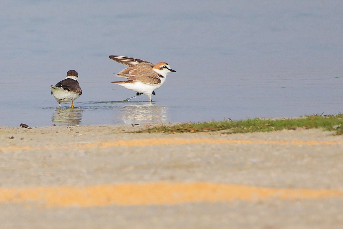 Kentish Plover - ML645638787