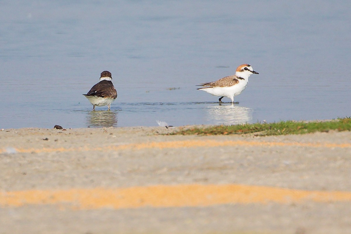 Kentish Plover - ML645638788