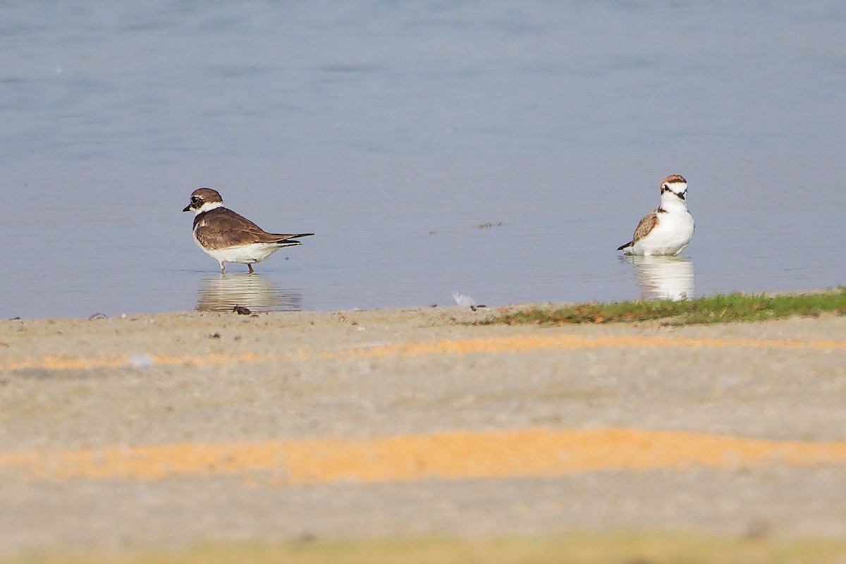 Kentish Plover - ML645638789