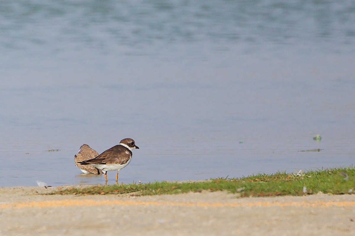 Common Ringed Plover - ML645638791