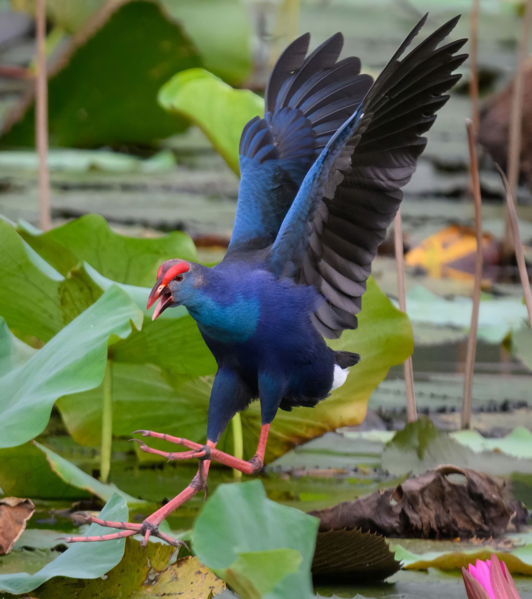 Gray-headed Swamphen - ML645638792