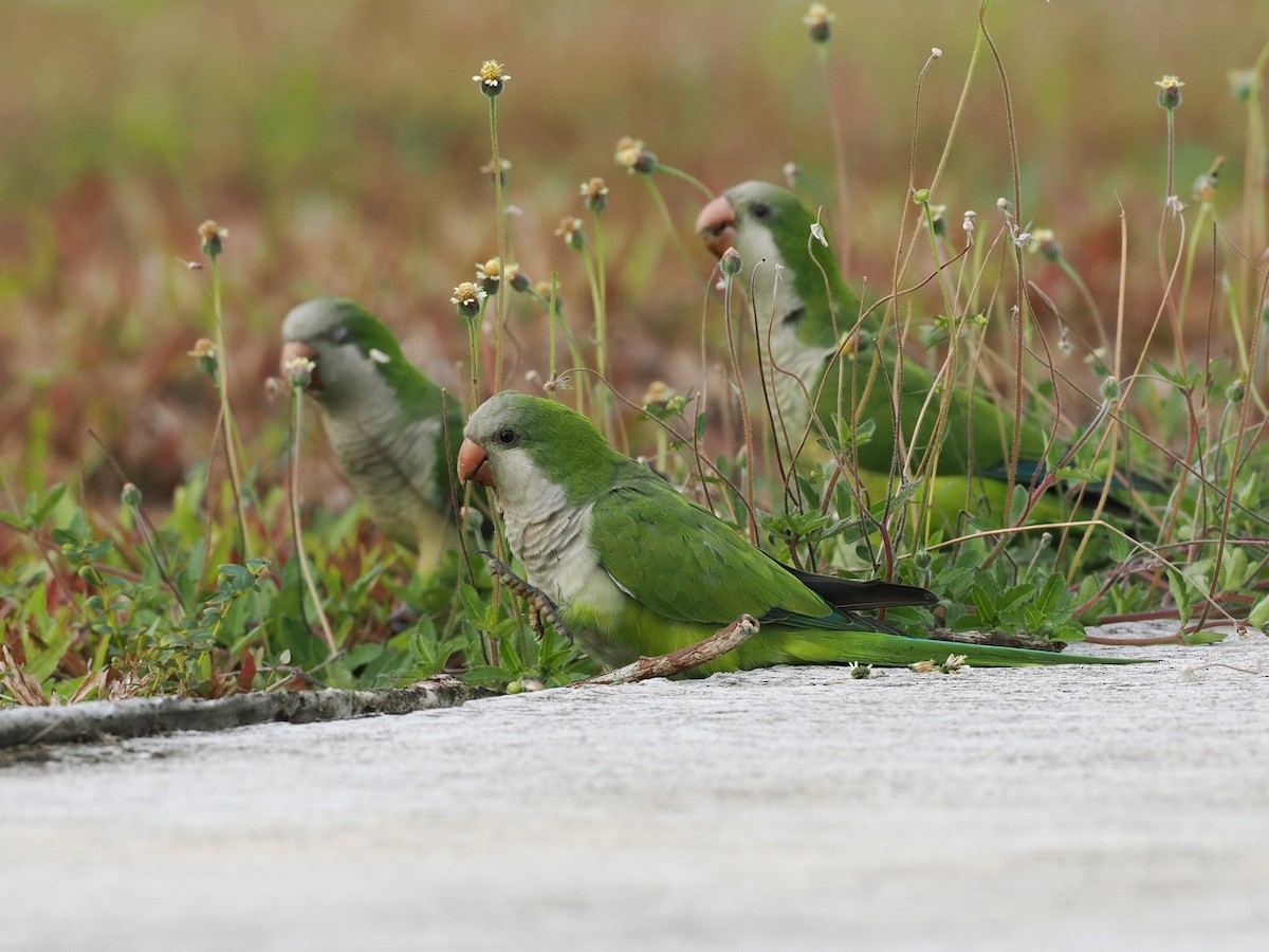 Monk Parakeet - ML645638793