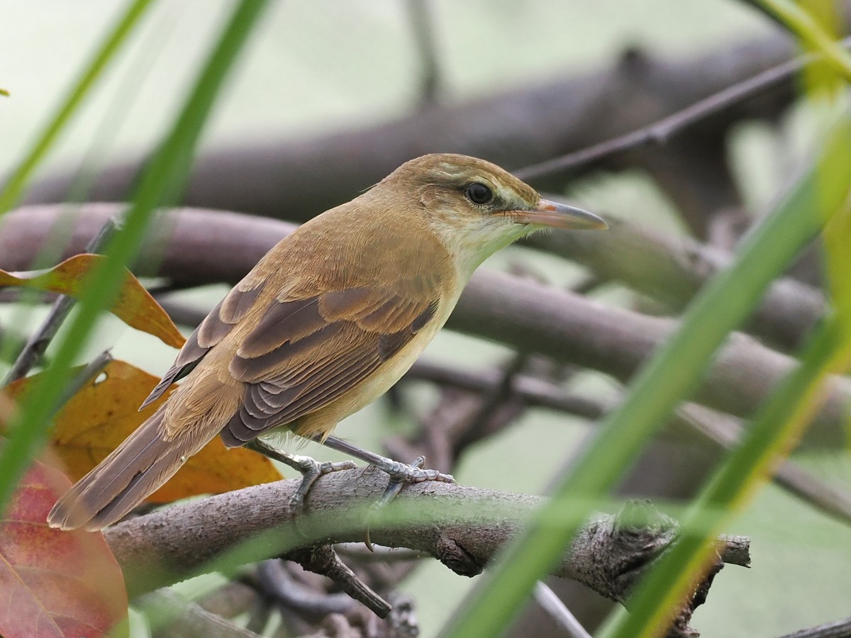 Oriental Reed Warbler - ML645638794