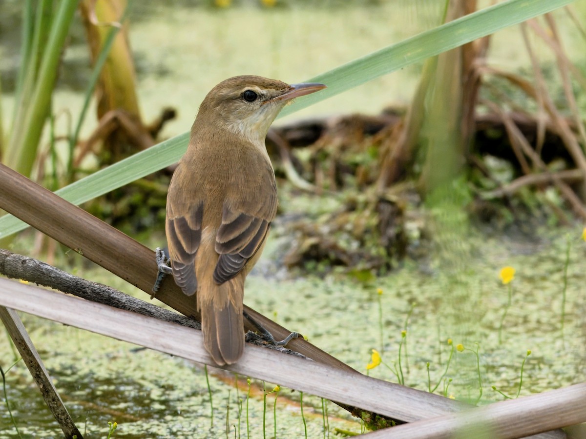 Oriental Reed Warbler - ML645638795