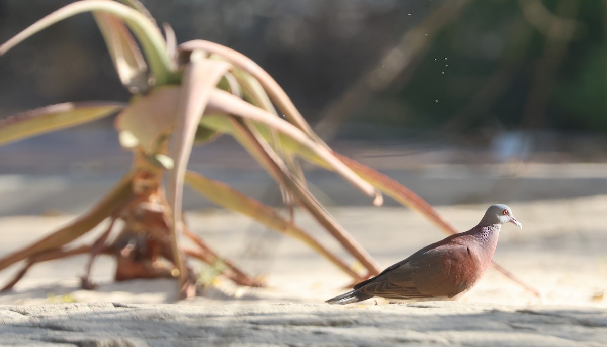 Malagasy Turtle-Dove - ML645638799