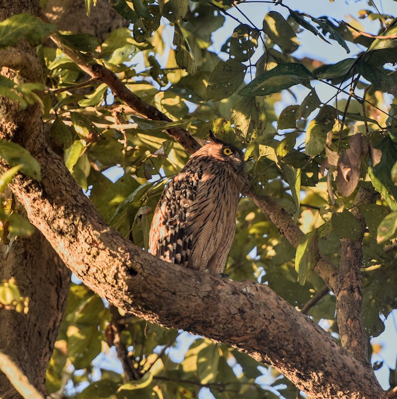 Brown Fish-Owl - ML645638800